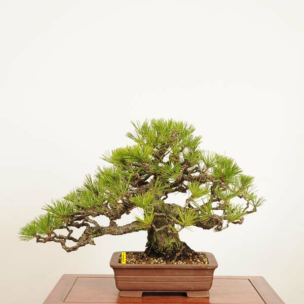 盆栽 特選：三河黒松*　現品 一点物 くろまつ　クロマツ　Kuromatsu bonsai 中品盆栽