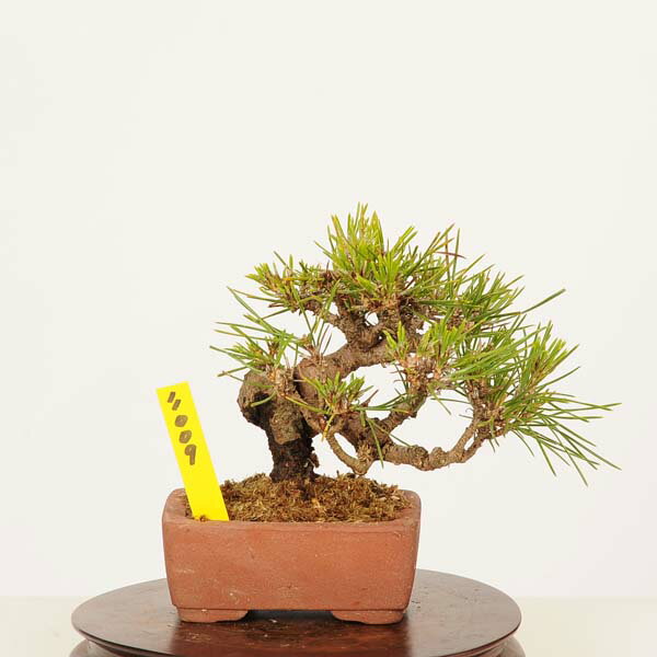 盆栽 ：三河黒松*現品 一点物 くろまつ　クロマツ　Kuromatsu bonsai 小品盆栽