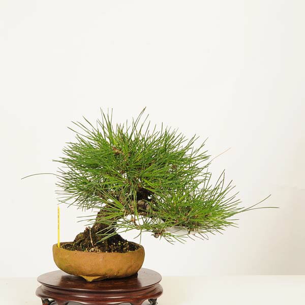 盆栽 特選：三河黒松* 現品 一点物 くろまつ　クロマツ　Kuromatsu bonsai 小品盆栽