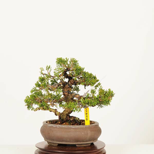 盆栽：糸魚川真柏 現品* 一点物 しんぱく　シンパク Sabina chinesis　Shinpaku bonsai 小品盆栽