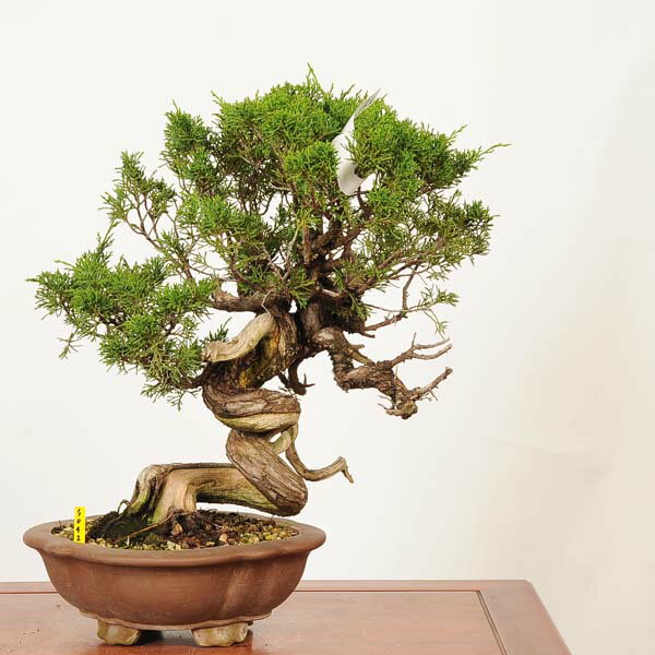 盆栽：特選糸魚川真柏 現品* しんぱく　シンパク Sabina chinesis　Shinpaku bonsai 中品盆栽