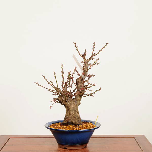 盆栽：白梅(はくばい)冬至 現品*うめ ウメ Prunus mume Hakubai bonsai 中品盆栽