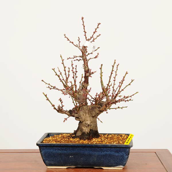 盆栽：白梅(はくばい)冬至 現品*うめ　ウメ　Prunus mume　Hakubai bonsai 中品盆栽