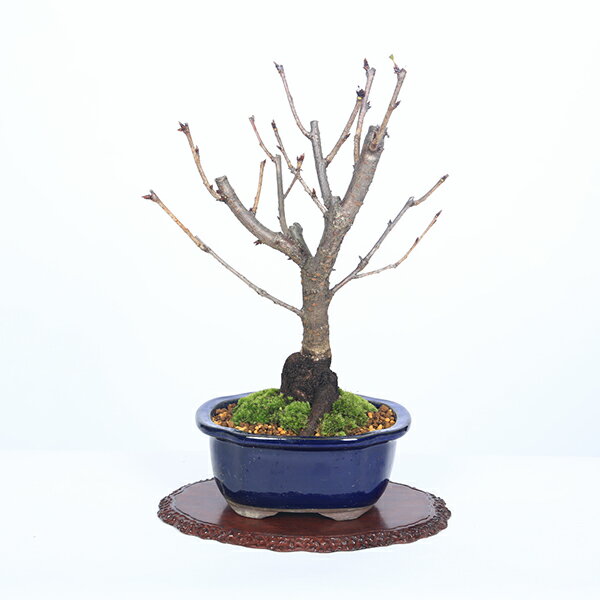 ����ŷ1�̡����ߺϡ�Ȭ�ź�(���*����ĥ�å�ƫ��ȭ���2026ǯ�ճ��֡ۡڤ������б��ۡڤ������ߺϡ�bonsai