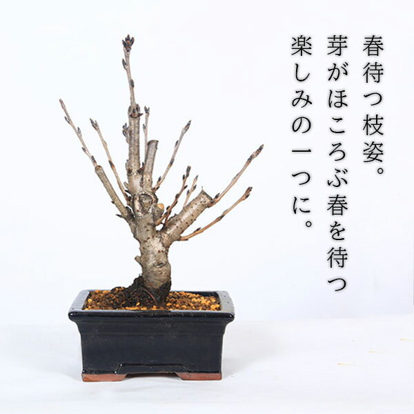 ���ߺϡ����������ʺ�����Ĺ��ȭ��*��2026ǯ�ճ��֡ۥ��ᥤ�襷�Ρ�Sakura������̵�� bonsai