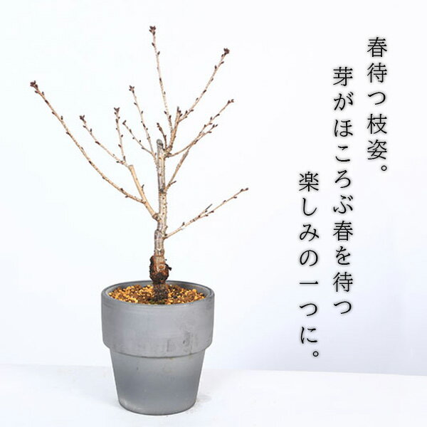 桜盆栽：御殿場桜*(三河焼いぶし丸鉢) （2026年春開花予定）【自分ご褒美】 桜サクラsakura鉢植え盆栽 和 お花見 bonsai