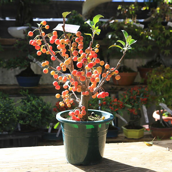 庭木・植木：深山海棠（ミヤマカイドウ）桜姫　6号*　みやまかいどう