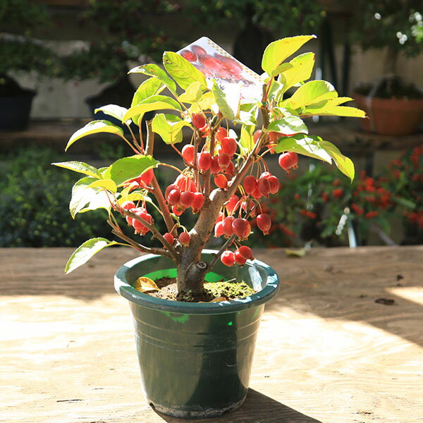 庭木・植木：深山海棠（ミヤマカイドウ）姫美好　6号*　みやまかいどう　ひめびこう　ヒメビコウ