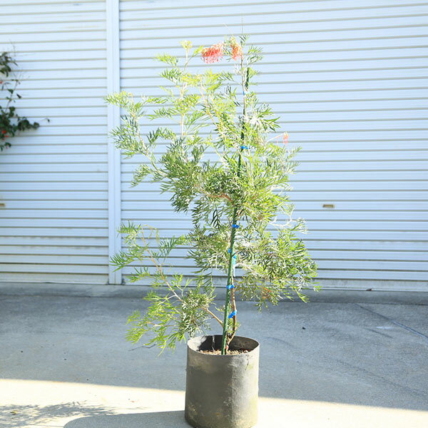 Other - 庭木・植木：グレビレア（ココナッツアイス）現品限り！　樹高110cm 佐川急便発送