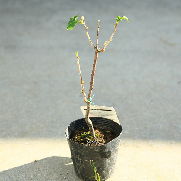 庭木・植木・果樹苗：カシス（ブラックカーラント）黒房スグリ*　すぐり