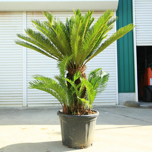特選庭木・植木 ソテツ：蘇鉄（そてつ）*特大美品 現品限り 全高150cm 幅110cm 大型佐川急便配送