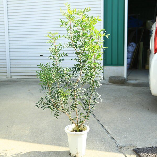 楽天市場】ピスタチオ 苗の通販