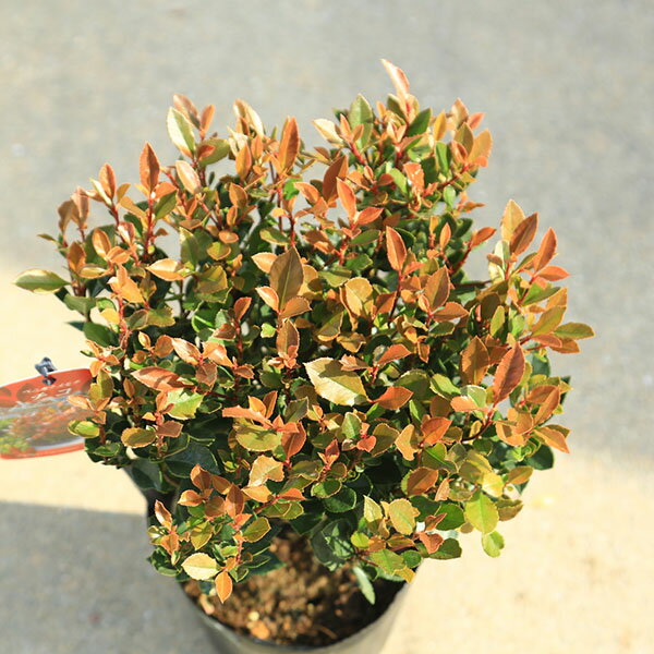 庭木　植木：矮性ベニカナメモチ（チコ）リトルレッドロビン5号　*紅カナメ