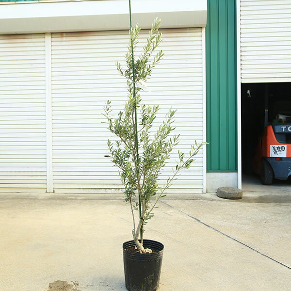 庭木・植木：オリーブ（シプレッシーノ）*樹高150cm 現品限り 大型佐川急便配送
