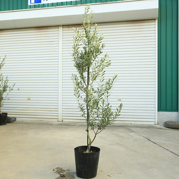 庭木・植木：オリーブ（シプレッシーノ）*樹高150cm 現品限り 大型佐川急便配送