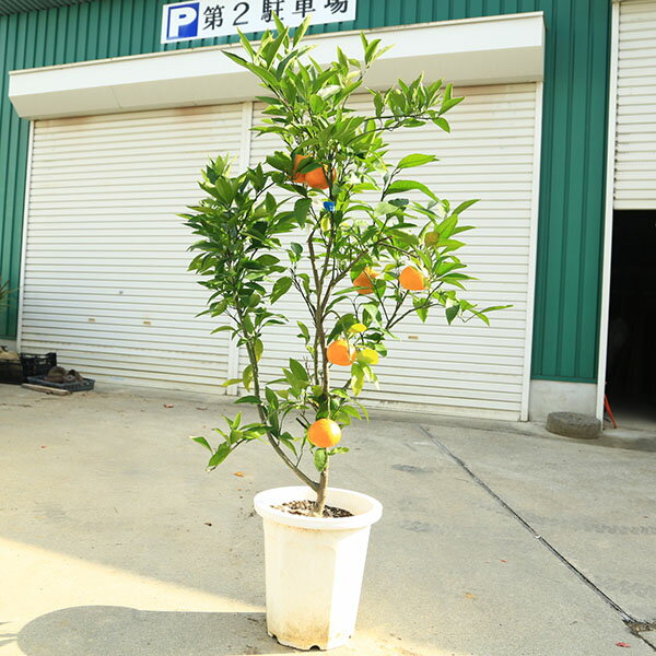 ڡڡ̼ʡߤʤˤʤ碌1桡̪*150cmʸ¤ꡪȯ