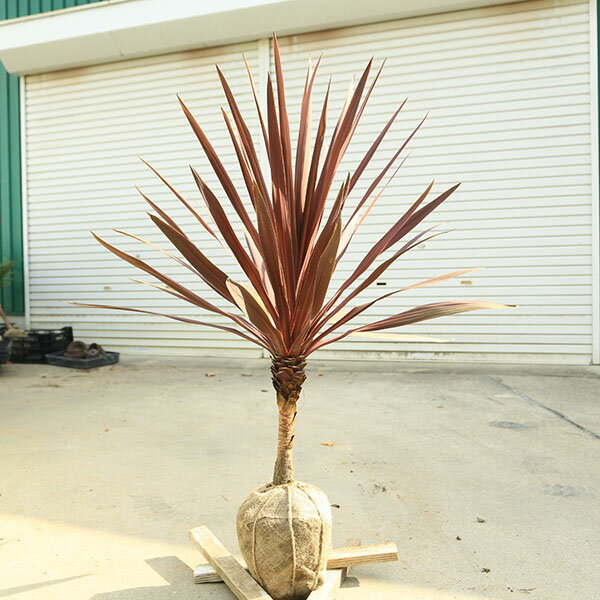 庭木　植木：コルジリネ・オーストラリス・レッドスター*赤ドラ　ドラセナ　大株　当店おまかせ　樹高100cm　佐川急便発送