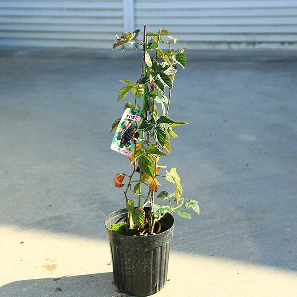 商品説明落葉樹。赤実のラズベリーより酸味が少なく甘くてコクがある実がつきます。撮影：11月＊数量物商品となりますので、写真とは若干形状は異なる場合がございます。＊季節によりお花や実がついていないこともございます。＊ポットの材質や形状は異なる場合がございます。　サイズポット：約18cm　樹高：約40-50cm育て方について植え付け場所：日当たりの良い場所を好みます。排水性の良い土を好みます。水かけ：土の表面が乾いたらたっぷりと水を与えるようにしましょう。秋から冬にかけては徐々に水やりを控えて、真冬は土が乾いて2〜3日経ってから水を与えるようにします。/>肥料：初夏の生育期には緩効性肥料を2ヶ月に1回与えます。☆育て方説明書をご希望の方は、備考欄にお書きください。ご購入後、お手入れ方法を知りたい方は、メール・電話等でお問い合わせ下さい。納期配達ご希望日時指定ができます。お急ぎの場合は午前中までにご注文の場合、即日発送も可能です。