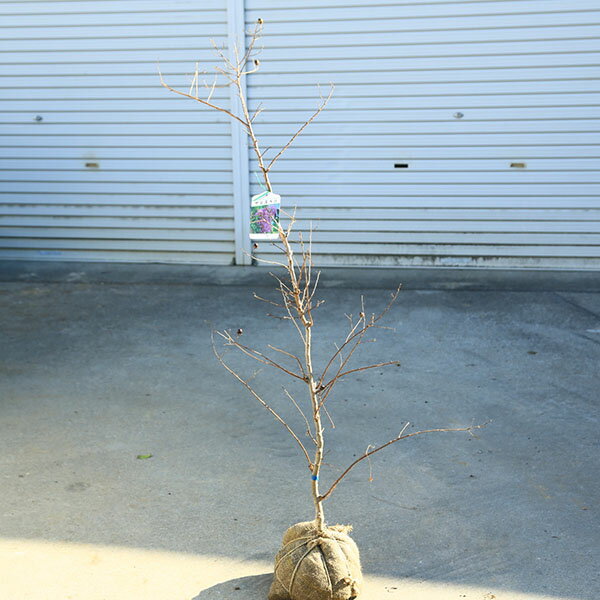 商品説明落葉高木7-9月、夏を代表する花木でフリル状のお花が長く咲き続けます。撮影：11月＊数量物商品となりますので、多少樹形などは異なります。＊花後には剪定を施して短くなっている場合がございます。＊北海道・沖縄県・離島への配送はできません...