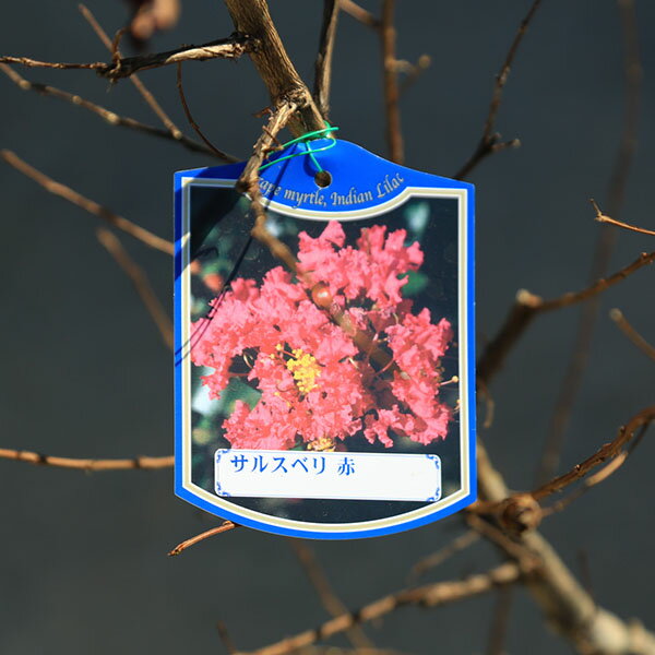 庭木・植木・シンボルツリー：サルスベリ（百日紅）赤花系　*佐川急便