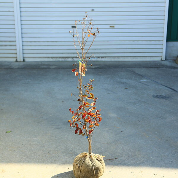 庭木・植木・シンボルツリー：サルス...