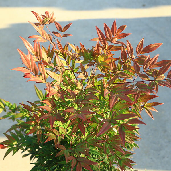 庭木　植木　珍品：折鶴南天*　おりづるなんてん　現品限り