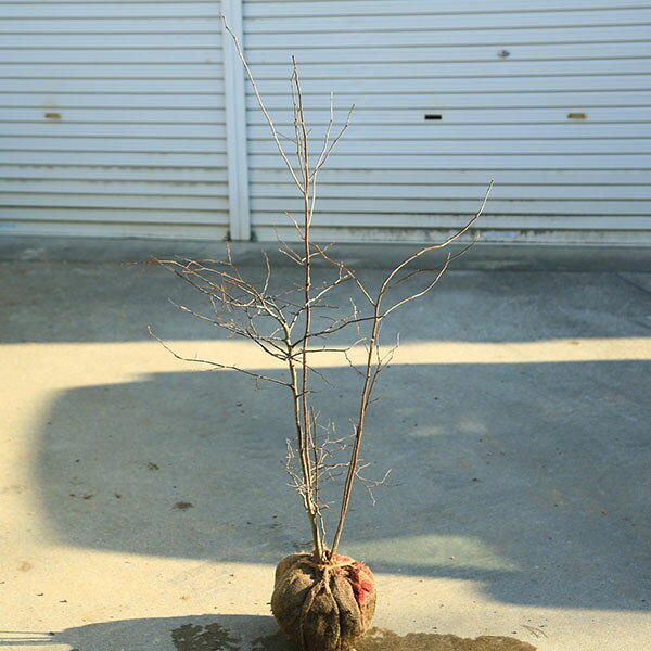 希少庭木・植木：ナツハゼ（なつはぜ）夏櫨*　当店おまかせ　樹高：約100cm　全高110cm