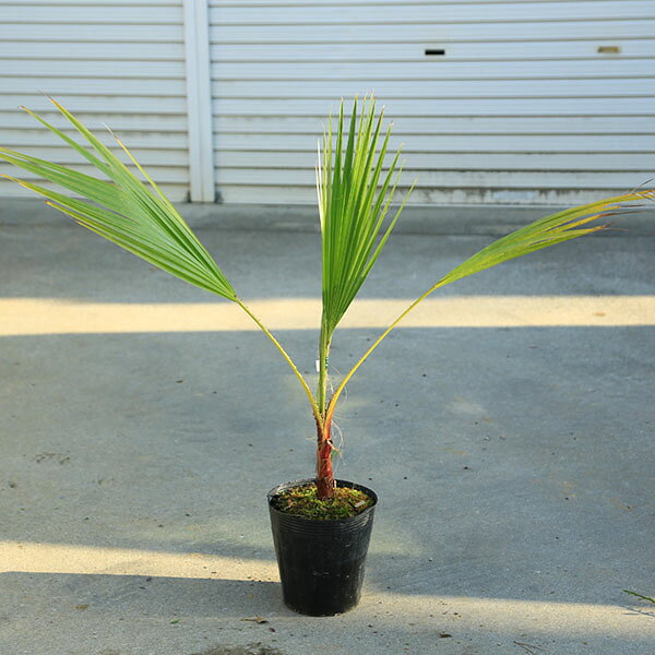 Other - 庭木　植木 ：ワシントンヤシ（ワシントン椰子）　ヤシの木　全高80cm*
