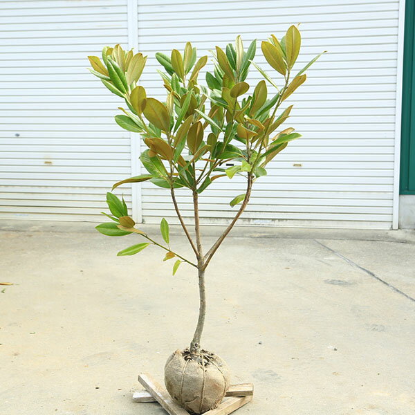 猫山さん専用　タイサンボク　ケイパレス/ 949 5dm34628.jpg