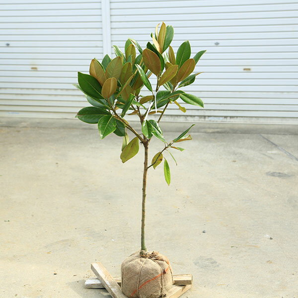 楽天市場】タイサンボク 斑入りの通販