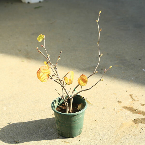 庭木・生垣：土佐水木（とさみずき）トサミズキ　5号ポット　*樹高40cm