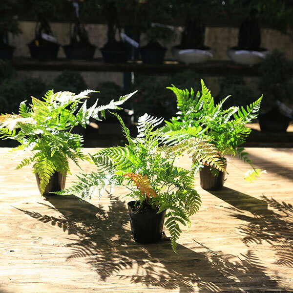 ���ڡ����ڡ����ڡ��٥˥����ʹ��ӻ���3�ܥ��åȡ��������ɥ��С��ʤɤ˥����ȸ����Х��졪�����������ȯ��