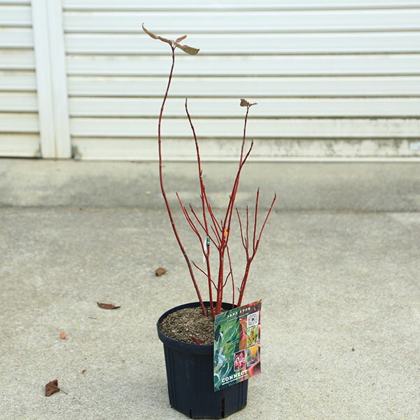 庭木・植木：コルヌスアルバ ミラクル 6号ポット* サンゴミズキ（斑入り珊瑚ミズキ）