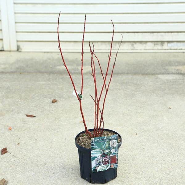 商品説明 樹種：コルヌスアルバ　シベリカバリエガータ 落葉樹。春には白い花をつけ、秋には紅葉、そして冬には美しい色に染まる枝が特徴です。 シベリカバリエガータはクリーム色の縁取りが入り、秋にピンク色が強く入り美しい紅葉となります。 生け花に...