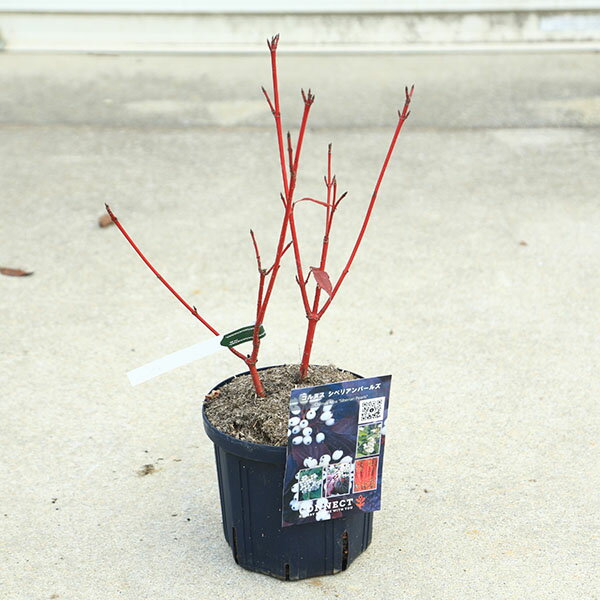 商品説明 樹種：コルヌスアルバ　シベリアンパールズ 落葉樹。春には白い花をつけ、秋には紅葉、そして冬には美しい色に染まる枝が特徴です。 シベリアンパールズは特に花付きと実付に特徴があります。白い花が房状につき、それが秋には赤い枝にたくさんの...