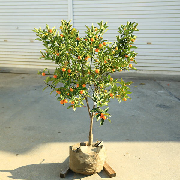 庭木　植木　果樹　苗木：キンカン（金柑）大株 樹高：100cm　現品限り　佐川急便発送*　きんかん　金柑