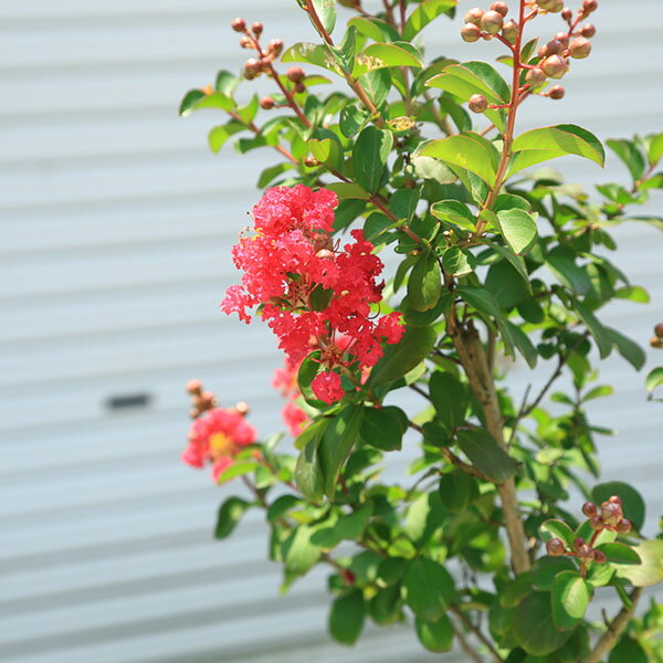 庭木・植木・シンボルツリー：サルスベリ（百日紅）赤花系　*佐川急便