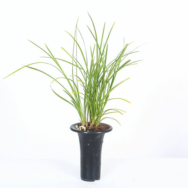 商品説明 春蘭は、その名の通り春に咲く蘭であることから名づけられました。 洋ランとして親しまれているシンビジウムの仲間で、東洋ランと呼ばれ古くから愛されています。 3月～4月に開花期を迎えます。花色は人気の白色です。 花弁の上部分がおばあさ...