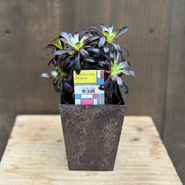 おしゃれ観葉植物：アエオニウムクロ...