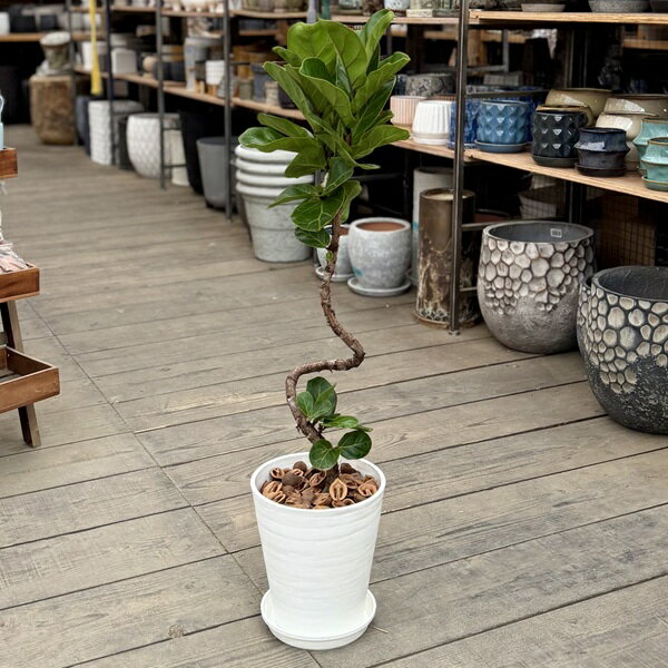 楽天市場】カシワバゴム の 木（花・観葉植物｜花・ガーデン・DIY）の通販