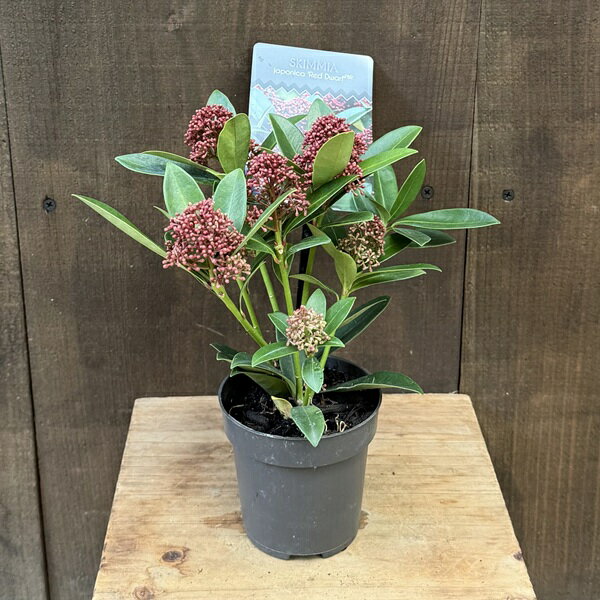 楽天市場】スキミア シキミアの通販