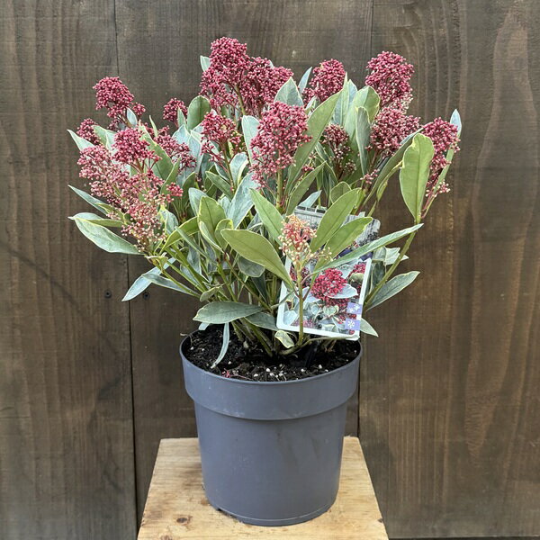 おしゃれ 観葉植物 苗木 ：スキミア ペローサ*Japonica Perosa ミヤマシキミ 6号