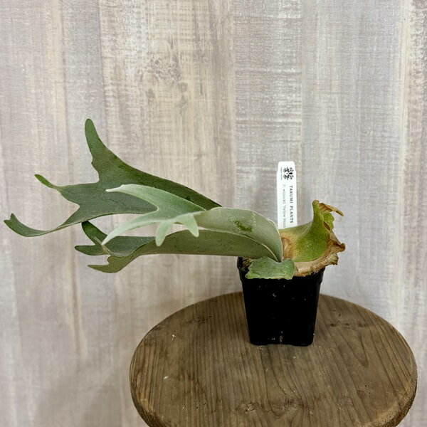 おしゃれ観葉植物：ウィリンキーイエ...