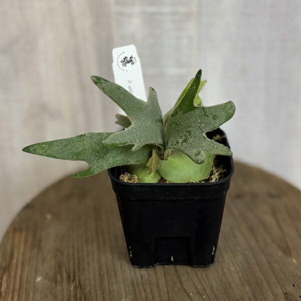 おしゃれ観葉植物：ウィリンキージェ...