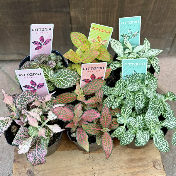 Rakuten - おしゃれ　観葉植物　苗：フィットニア　3個セット*当店お任せ