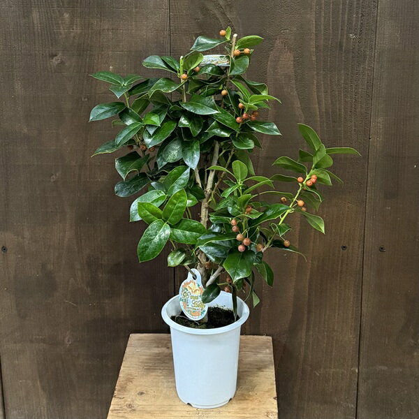 観葉植物 花木：訳あり クリスマスホーリー*チャイニーズホーリー 西洋ヒイラギ 4号 プラポット