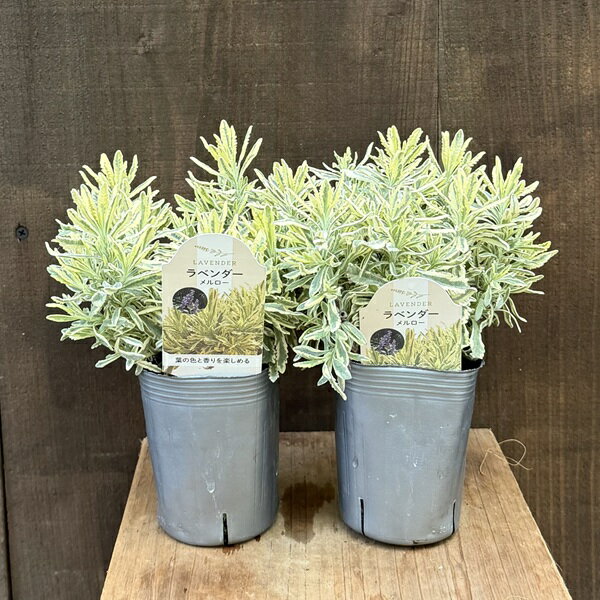 花苗 観葉植物：ラベンダー メルロー 2個セット*3号