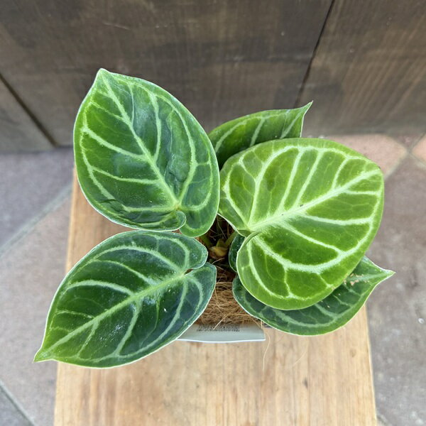 観葉植物：アンスリウム ドラヤキ*エコポット ココヤシ飾り Anthurium Dorayaki