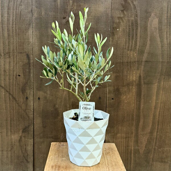 観葉植物 オリーブの木 品種選べます：オリーブ 5号*フラントイオ アルベキナ レッチーノ オークラン コロネイキ ブランケッタ