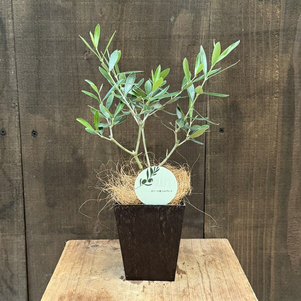 観葉植物 オリーブの木：オリーブ エルグレコ*エコポット ココヤシ飾り